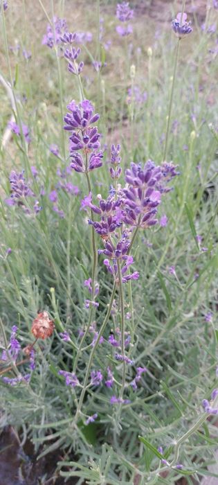 Лаванда фиолетовая