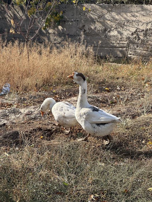 Срочно Продам Гуси, Қаздар