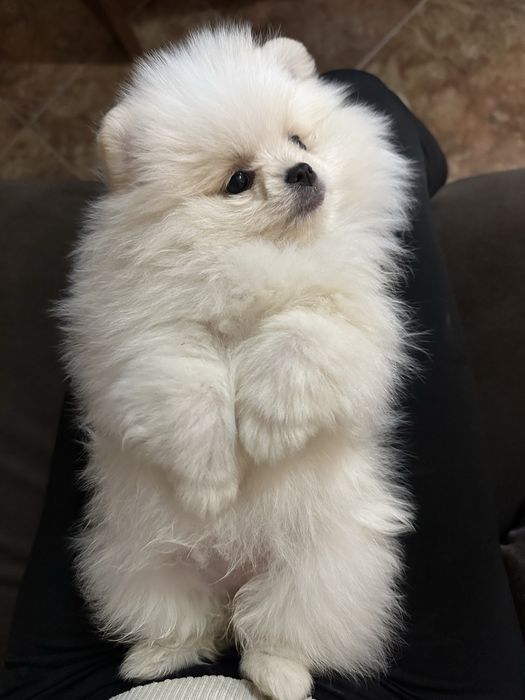 Мини померан женски