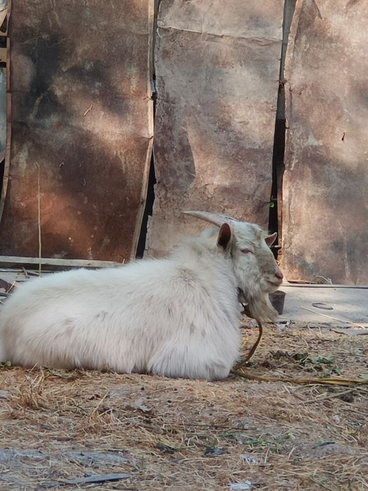 Oppoq TAKA HIDI BOR, ZOTTOR, 9oylik dalada osgan ,hidi cchiqqan