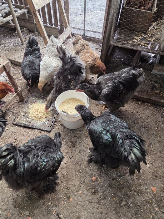 Brahma de vânzare Cocoși