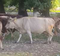 Продается алатауская корова