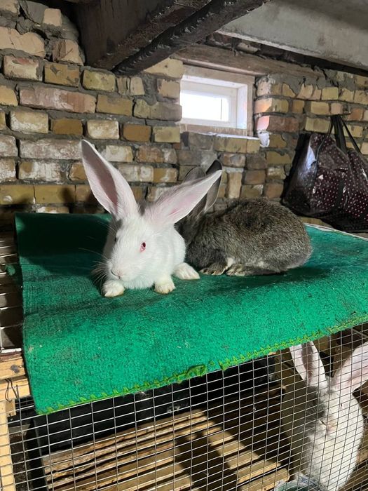 Zoddor quyon bolalari