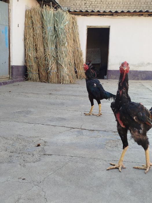 Дакан макён хуроз ва жужалар сотилади