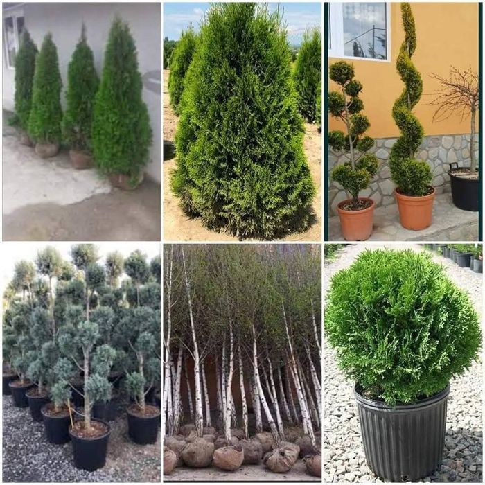 Piatră naturală de munte și plante ornamentale