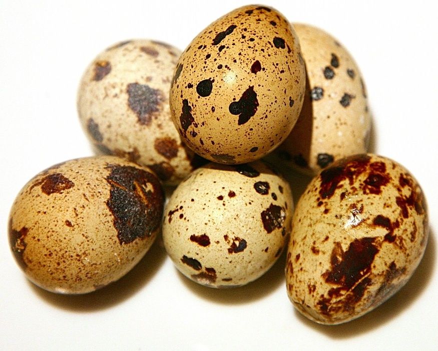 яйца домашние перепелинные