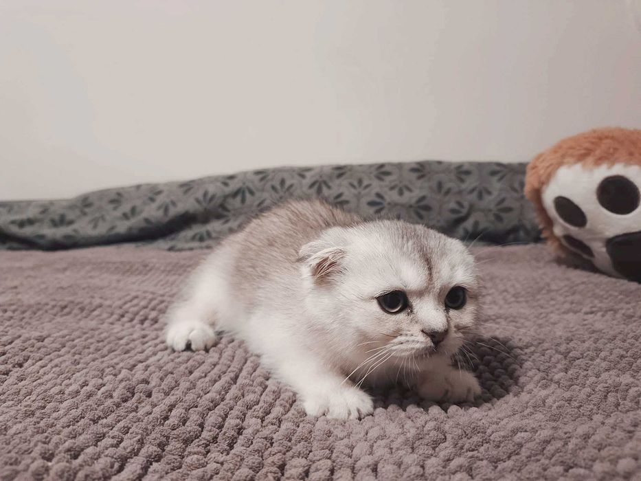 Чистокръвен шотландски клепоух, мъжко