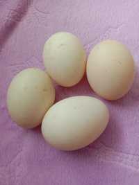 Продам свежие яйца домашней индоутки