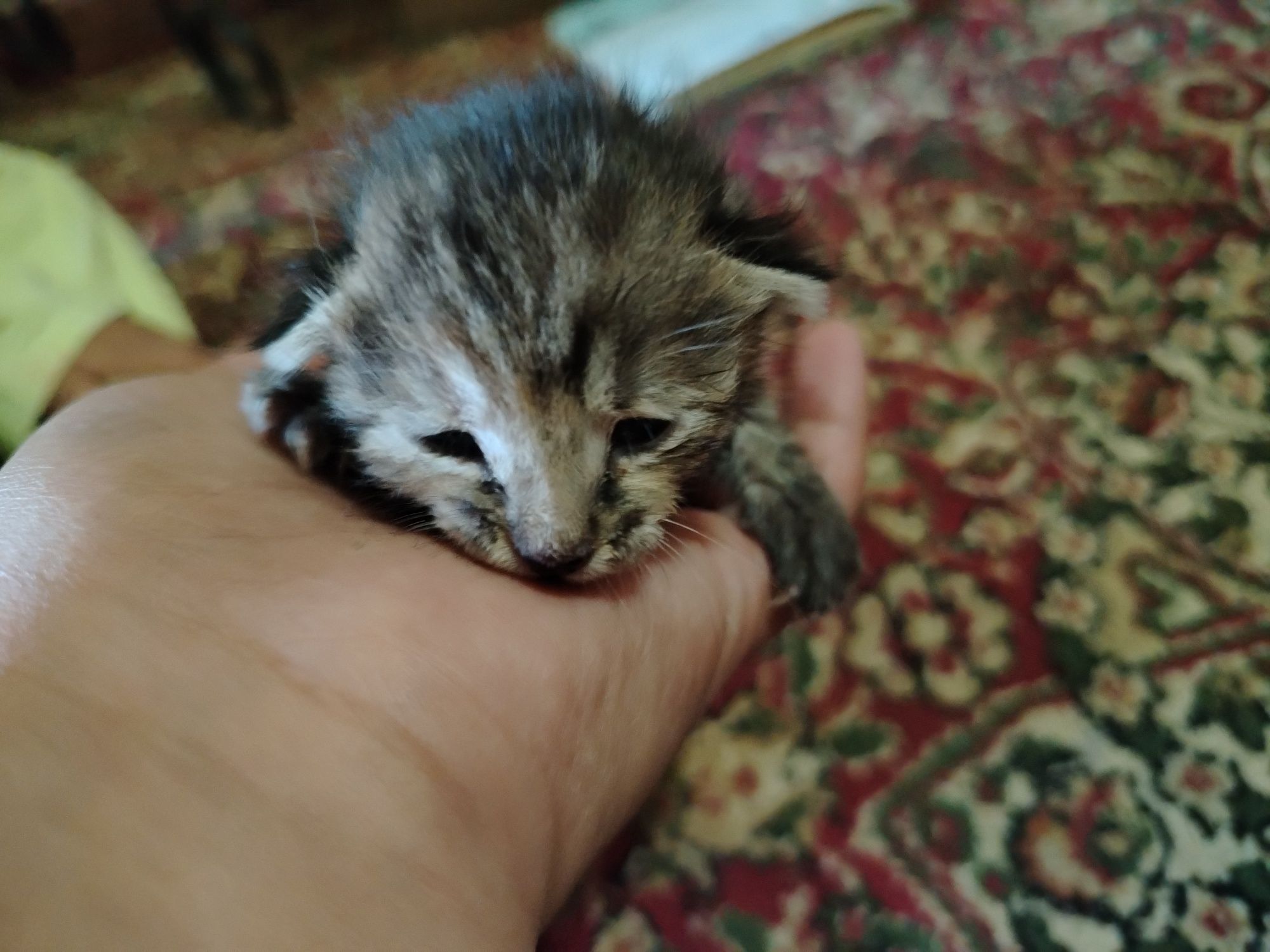 Котенок в хорошие руки