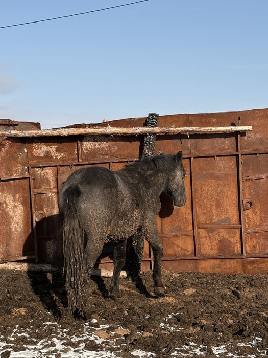 Продам айгыр полутяж