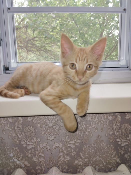 Отдам котенка в добрые руки