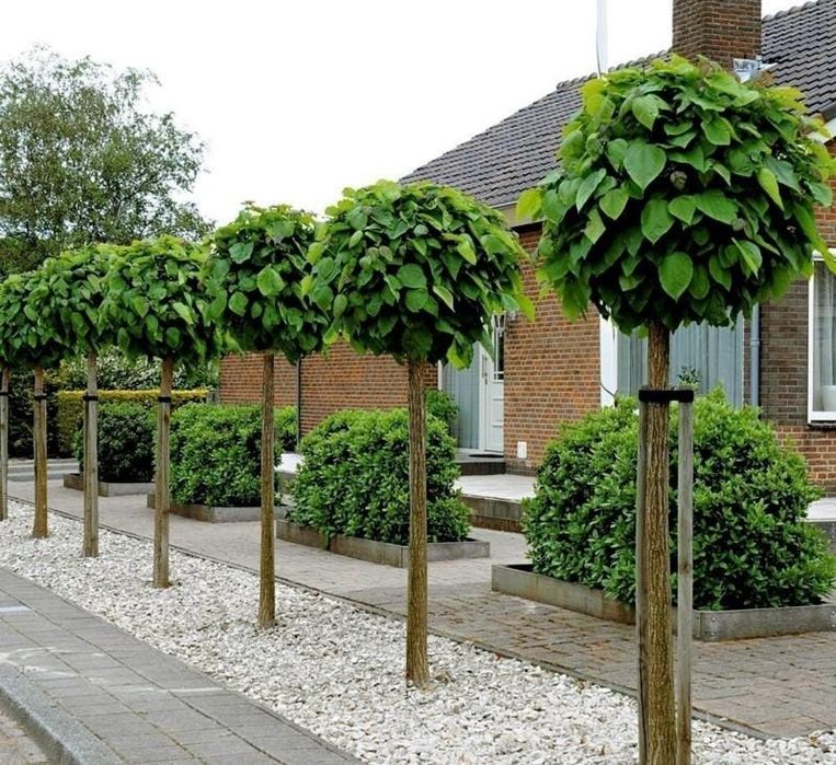 Catalpa globulara ( bungei )  copaci glob, de umbra, ornamentali