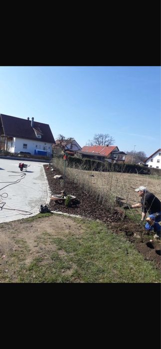 Gard Viu / Lemn Cainesc / Crestere Rapida