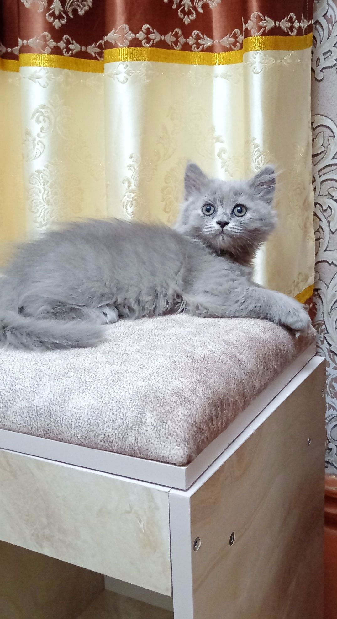 Котята скотиш  страйт