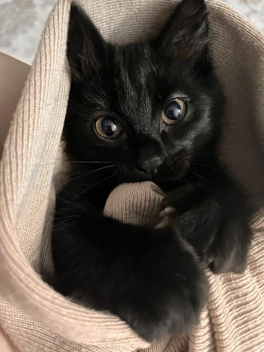 Отдам котенка в хорошие руки