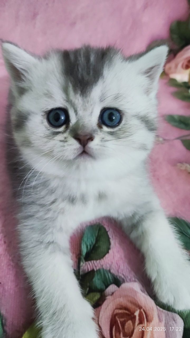 Скотиш страйт девочка
