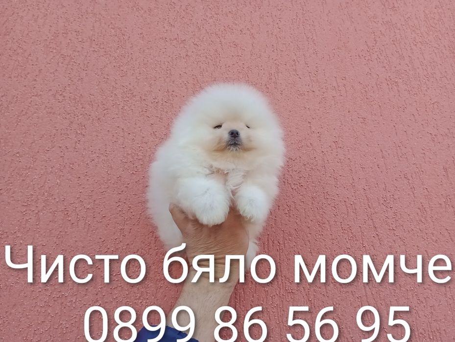 Мъжки Померани. Реални снимки!