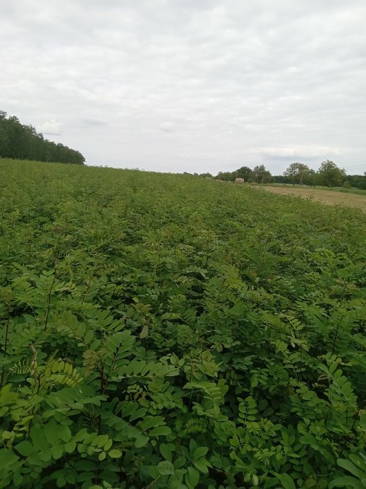 Puieți salcâm Lișna