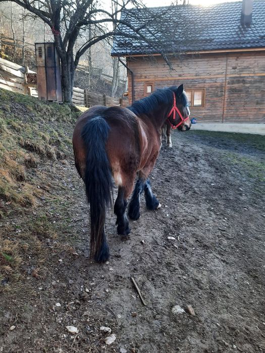 Vând mânza de 3 ani jumătate