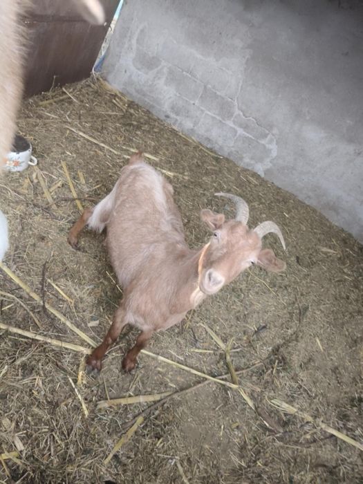 Vând 2 țapi și o capră