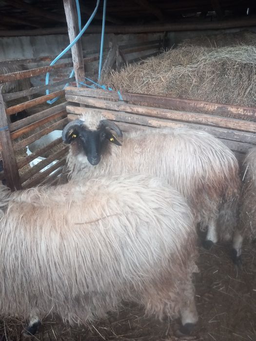 Vând două mieluțe