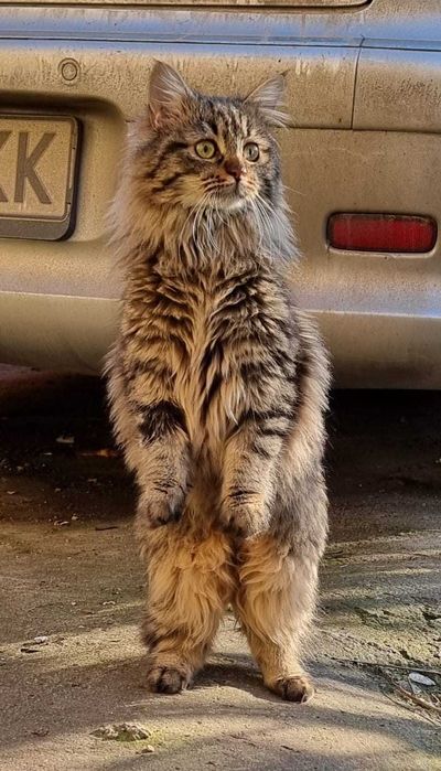 Свободна котка - микс от ангорска котка