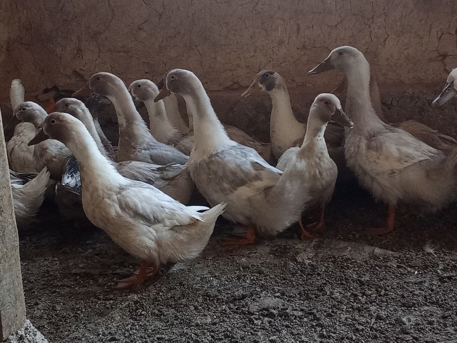 Pekin va Favorit turli oʻrdak sotiladi