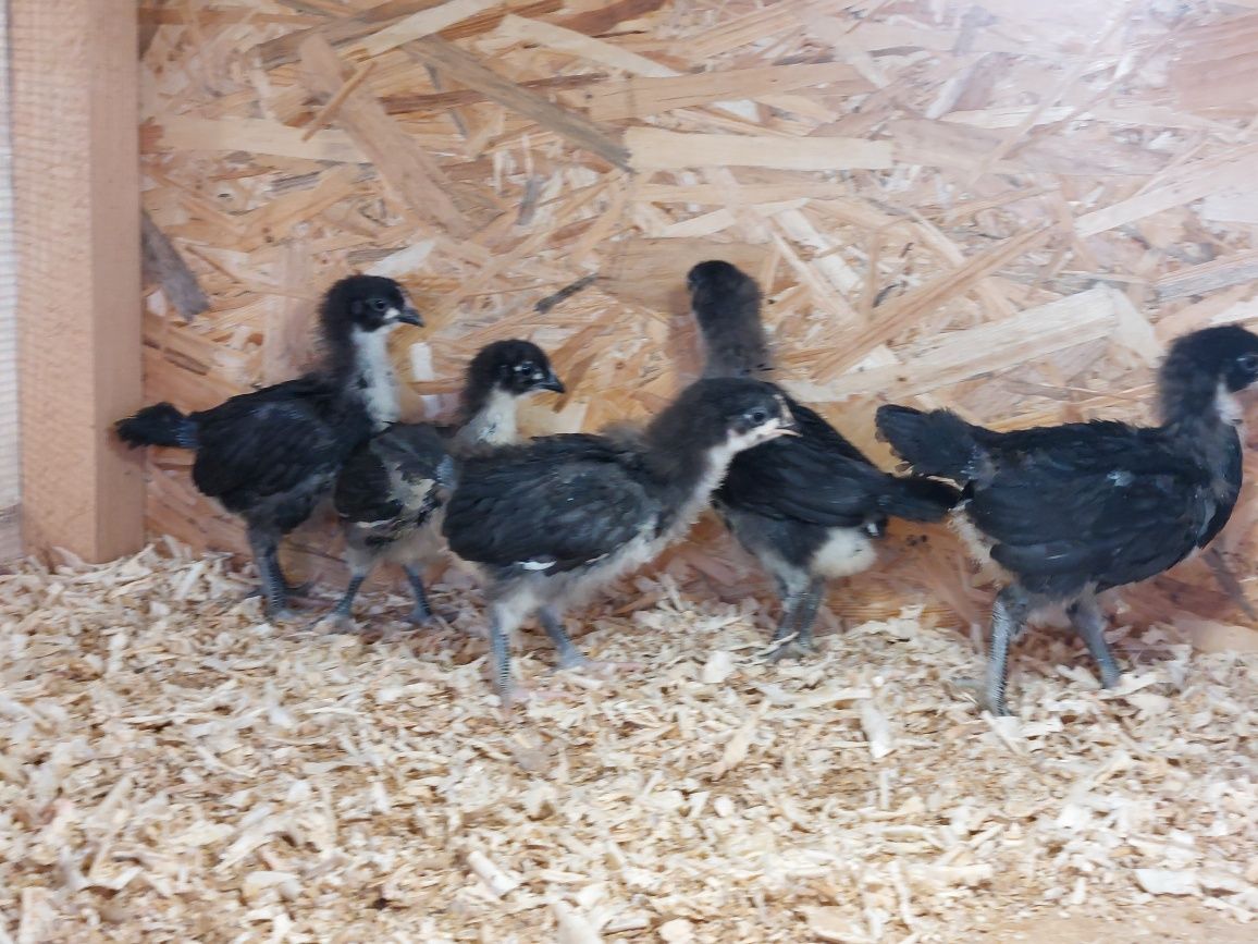 Puii Australorp 2 săptămâni