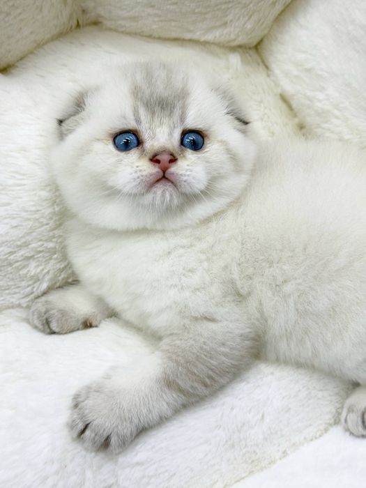 Шотландская скоттиш фолд