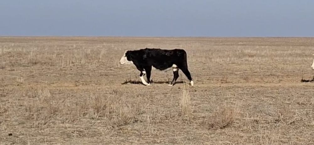 Огиздер сатылады 2-3 жасар!!