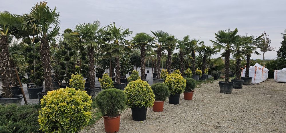 Maslini - Palmieri trachycarpus fortunei