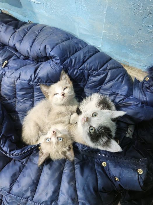 Отдам котята срочно
