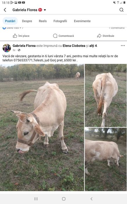 Vaca de vinzare bruna 7ani  gestanta în 6 luni com telesti Jud Gorj