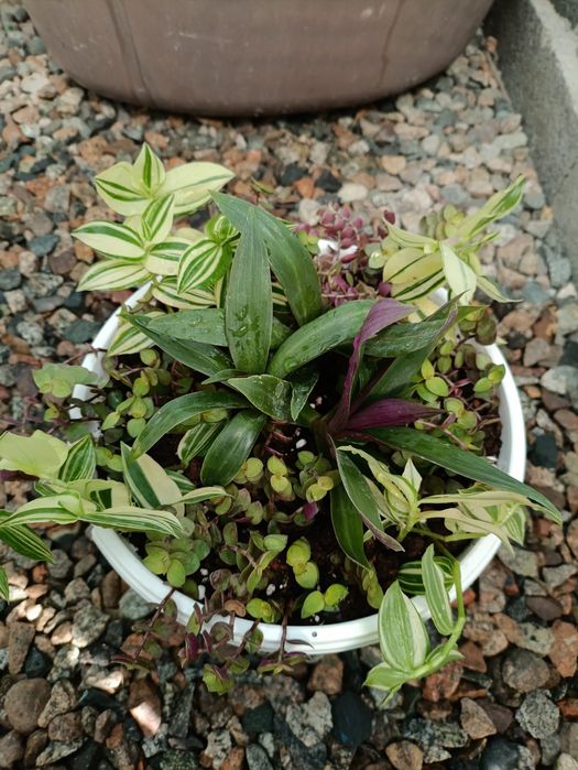 Композиции из разных растений