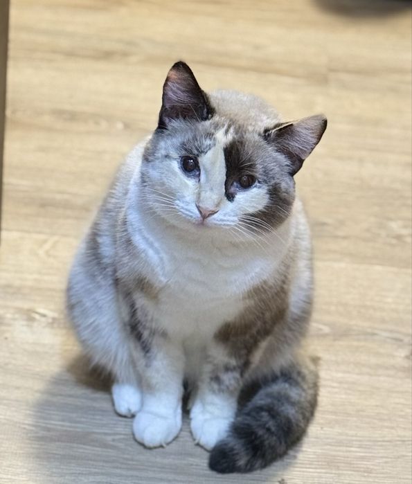 Алиса. Стерилизована.