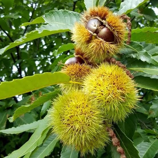 ЯДЛИВ КЕСТЕН – (дръвчета)