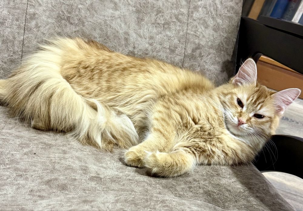 Кошка потерялась