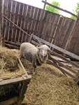 Vand Berbecuti Rasa Merinos de Palas