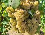 Struguri de vin toate soiurile