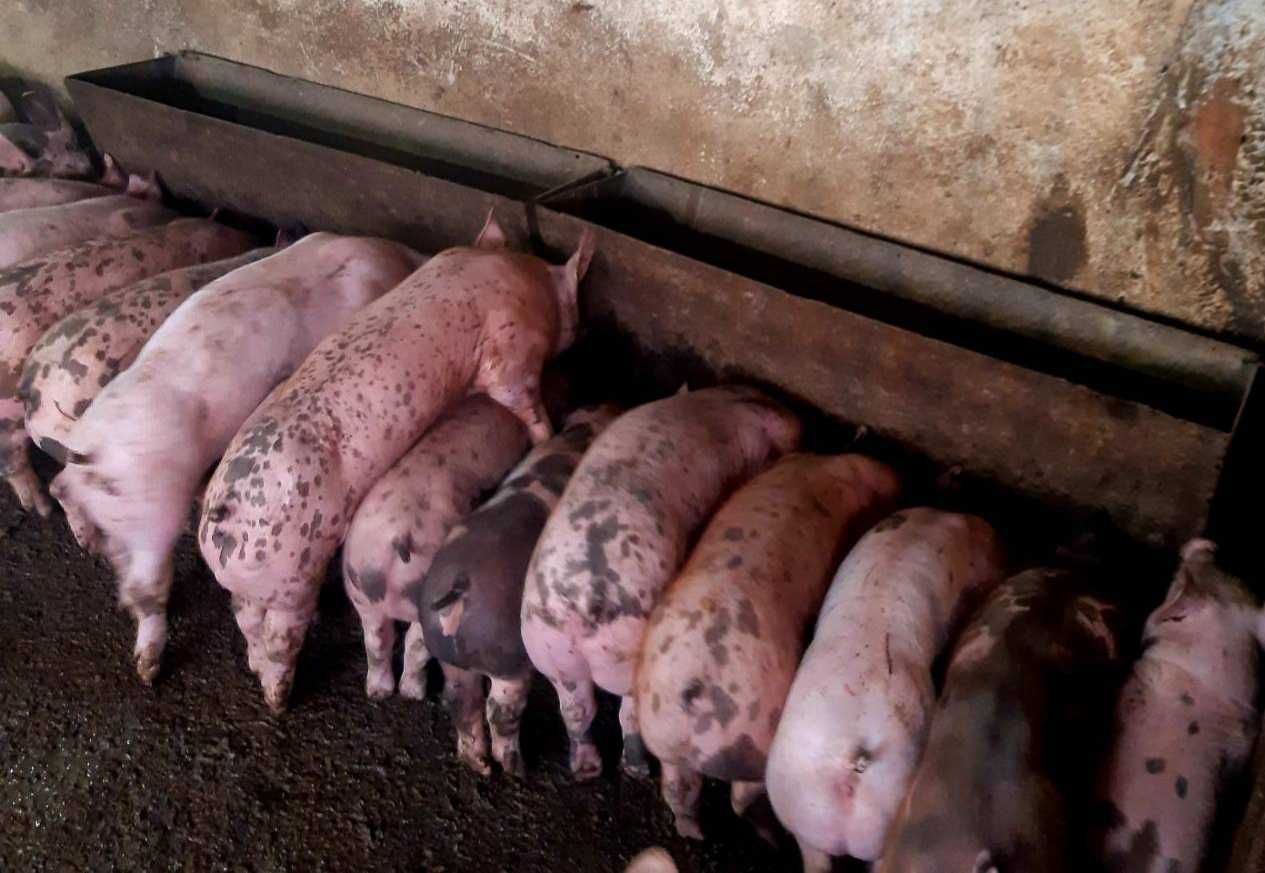 Продавам прасета