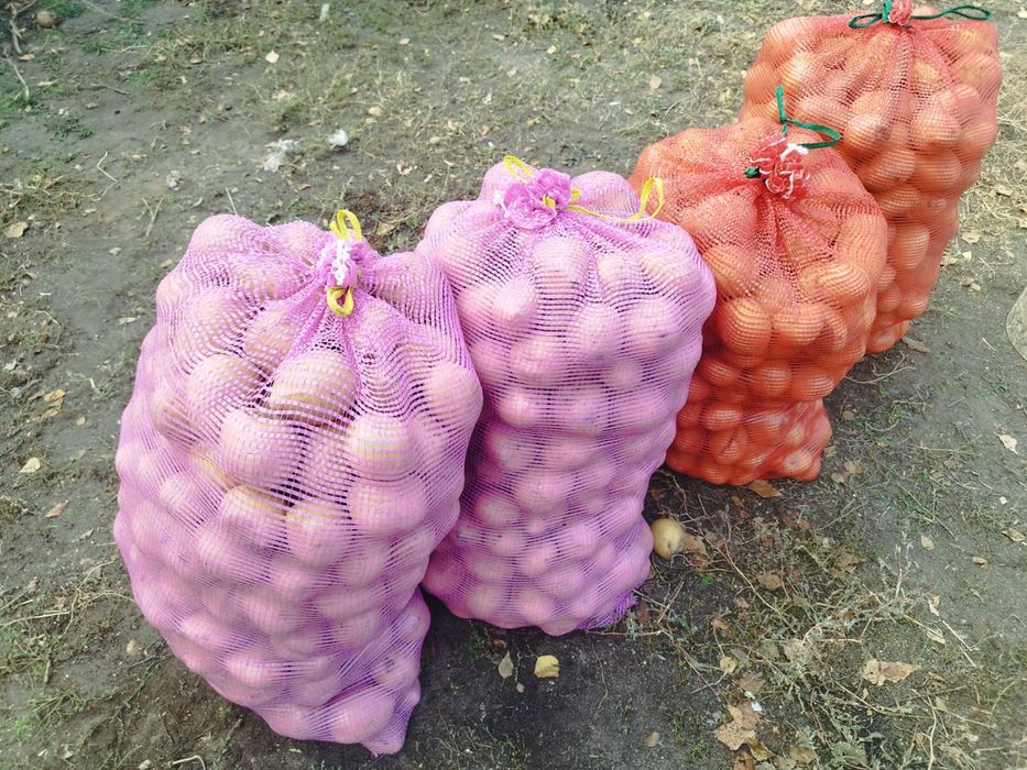 Продам домашнюю картошку