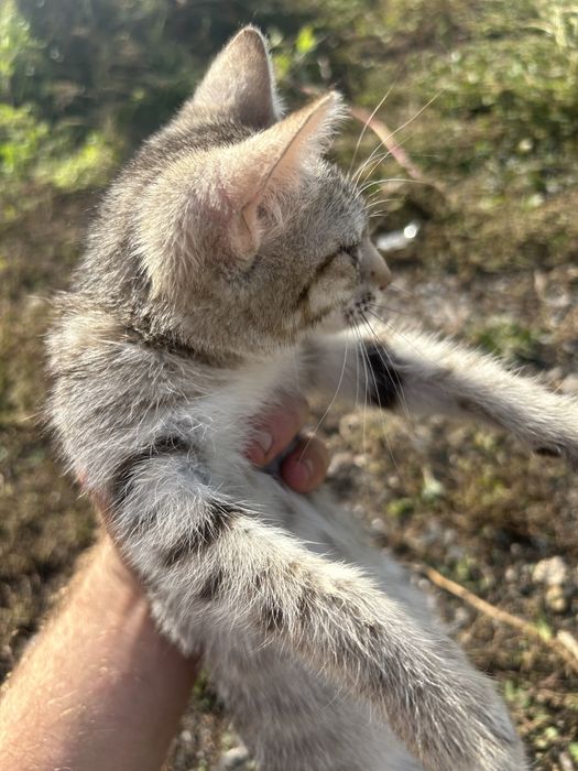 Отдам котят в добрые руки