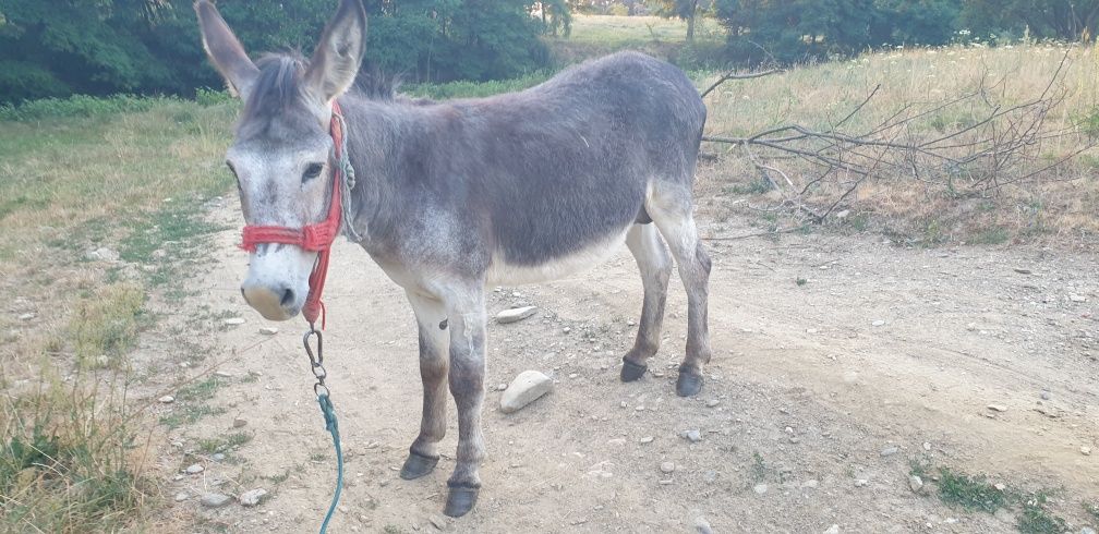 Magar de 4 ani cu tot cu șa