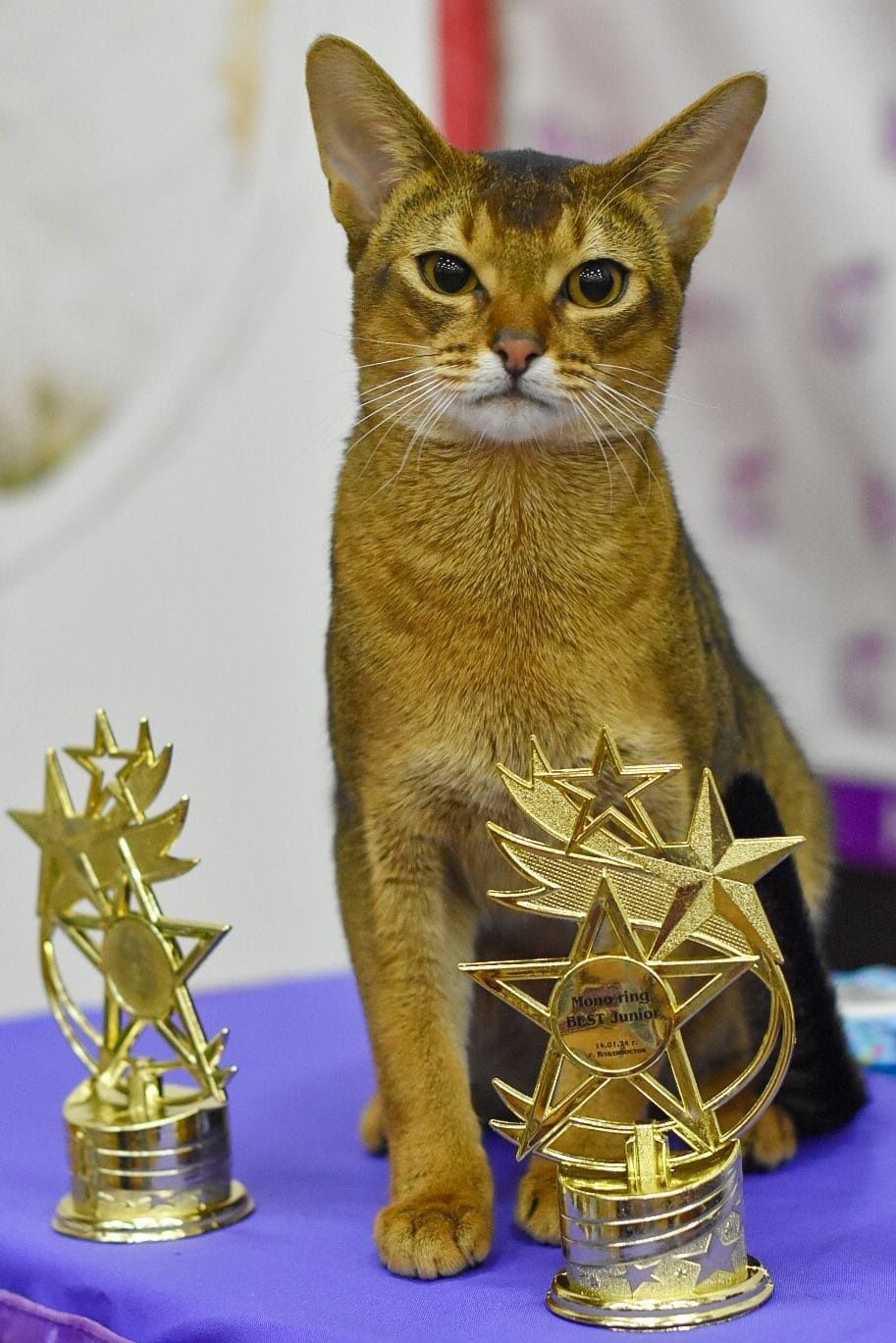 Чаузята чемпионы международных выставок.