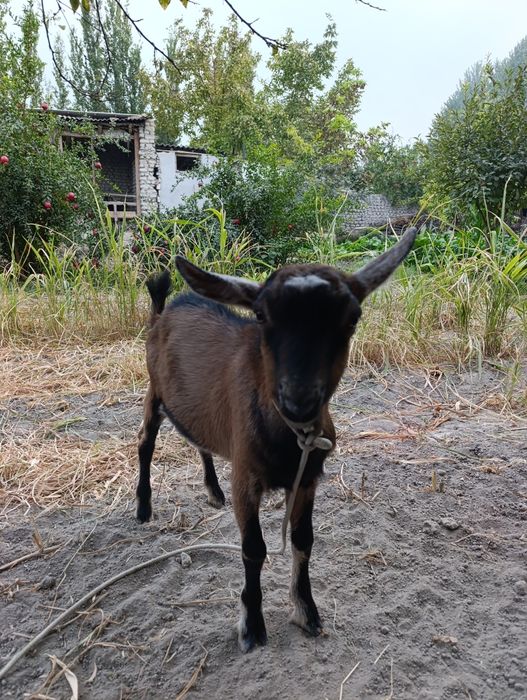 Sog'lom. Alpen takasi