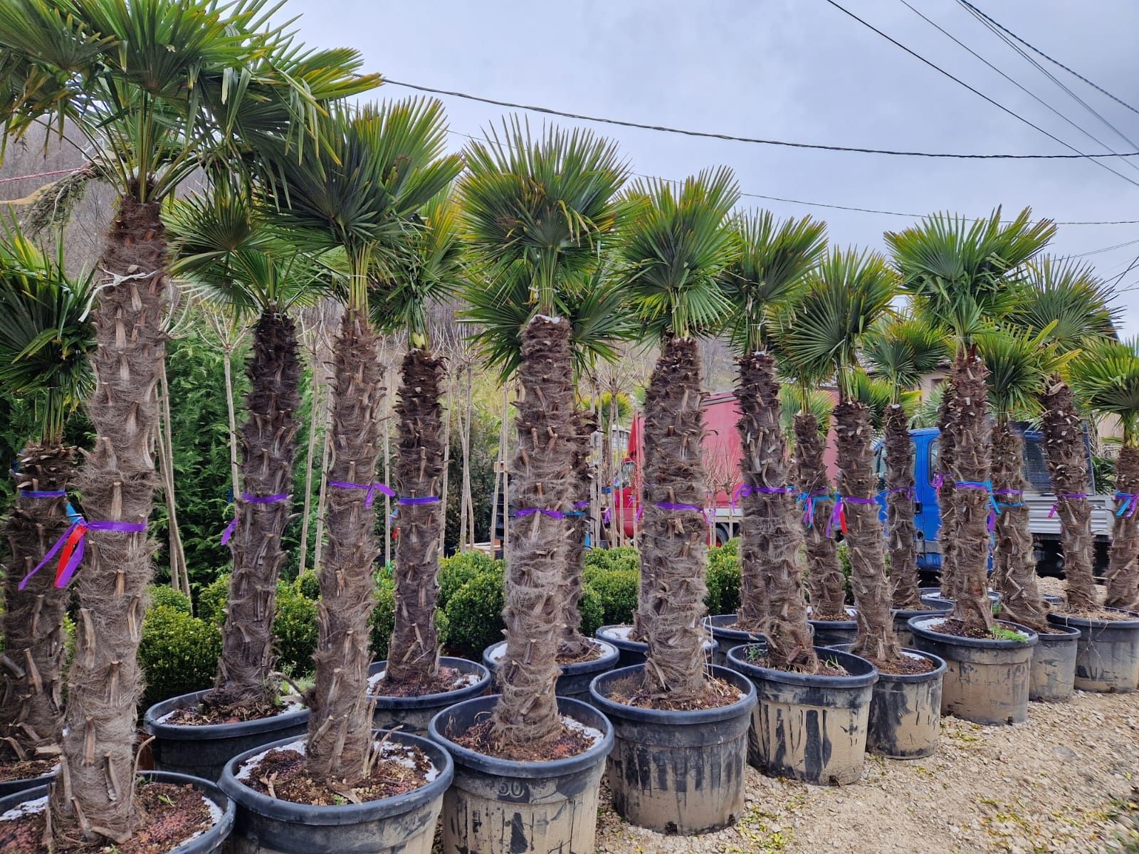 Vand palmieri rezistenti la îngheț ( plante de exterior si interrior )