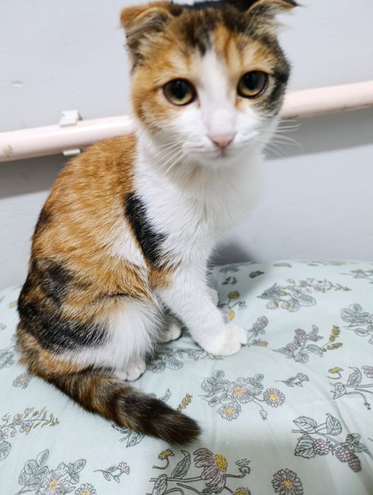 Вислоухий котенок в добрые руки