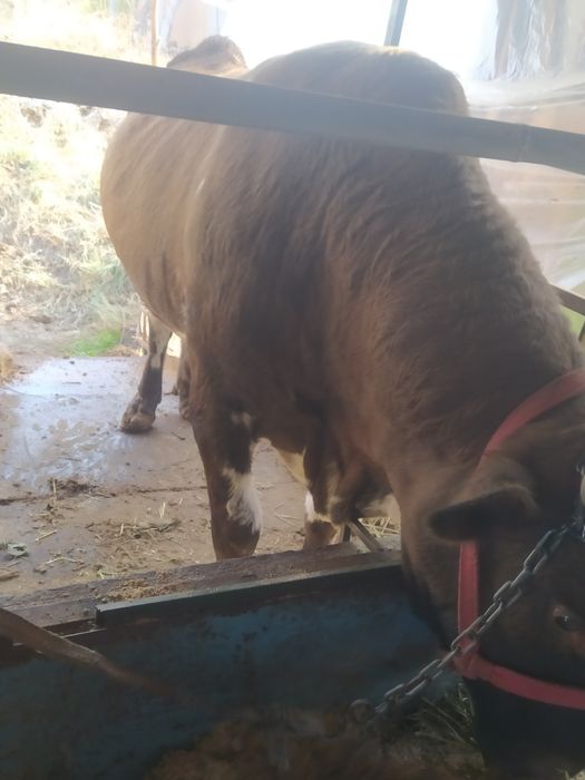 Бокма бука икаласи биржоида сотилади