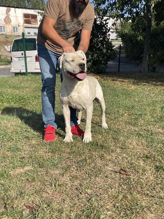 Dogo Argentino / Dog Argentinian