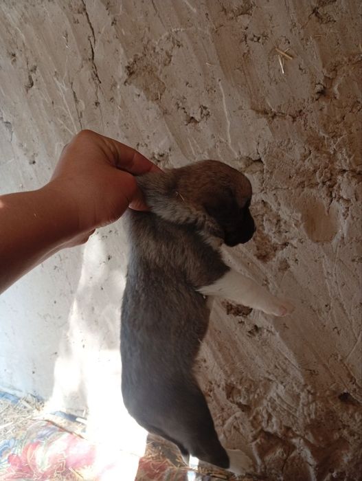 Alabama bolasi sotiladi